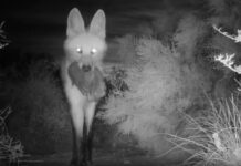 Cuatro Cachorros de Aguará Guazú Nacen en Parque Nacional: Un Hito en la Conservación