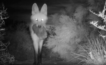 Cuatro Cachorros de Aguará Guazú Nacen en Parque Nacional: Un Hito en la Conservación