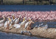 Paraguay da la bienvenida a la XV Feria de Aves de Sudamérica