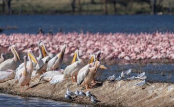 Paraguay da la bienvenida a la XV Feria de Aves de Sudamérica