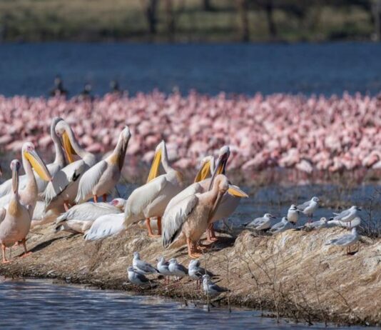 Paraguay da la bienvenida a la XV Feria de Aves de Sudamérica