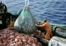 El auge de la pesca en julio: un crecimiento del 300,2% interanual