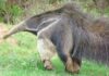 Cazadores Asumen Responsabilidad en Reserva Nacional Tras Ataque a Oso Hormiguero