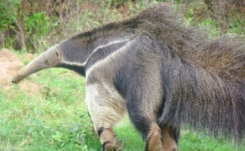 Cazadores Asumen Responsabilidad en Reserva Nacional Tras Ataque a Oso Hormiguero