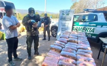 Detenida por transportar drogas ocultas en peluches de capibaras