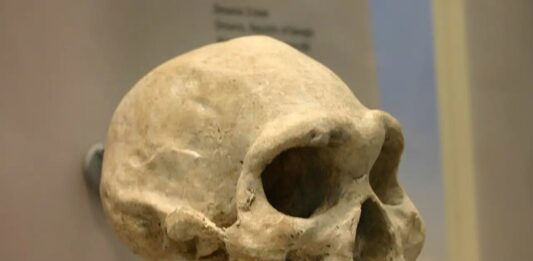 Descubren un cráneo de 1,8 millones de años que sobrevivió con un solo diente