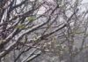 Nevadas Sorprenden a Córdoba: Altas Cumbres y Otras Localidades Cubiertas de Blanco