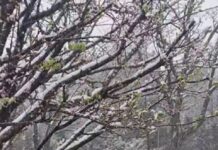 Nevadas Sorprenden a Córdoba: Altas Cumbres y Otras Localidades Cubiertas de Blanco
