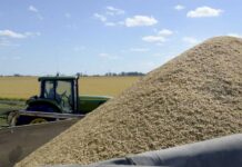Riesgos Económicos: La Estrategia Argentina de Commodities Bajo la Lupa