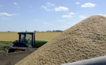 Riesgos Económicos: La Estrategia Argentina de Commodities Bajo la Lupa