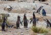 Más de 40 Pingüinos de Magallanes Encuentran un Nuevo Refugio en Río Negro