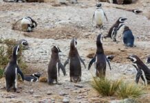 Más de 40 Pingüinos de Magallanes Encuentran un Nuevo Refugio en Río Negro