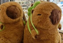 Detenida mujer que ocultaba 4 kilos de cocaína en peluches de carpincho