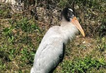 Rescatan a cigüeña herida en Córdoba y la llevan a centro especializado