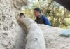 Descubren el colmillo de mastodonte más largo de Sudamérica en un hallazgo histórico