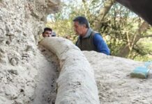 Descubren el colmillo de mastodonte más largo de Sudamérica en un hallazgo histórico