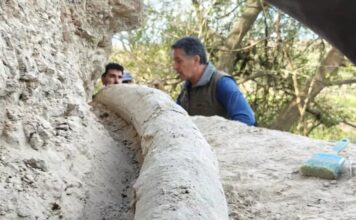 Descubren el colmillo de mastodonte más largo de Sudamérica en un hallazgo histórico