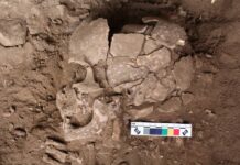Descubren el consumo de sustancias psicoactivas en humanos desde la Era de Hielo