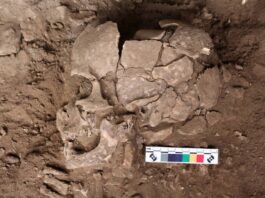 Descubren el consumo de sustancias psicoactivas en humanos desde la Era de Hielo