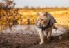 La conmovedora travesía de un mochilero y su gato: un vínculo que trasciende fronteras