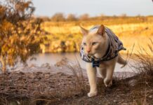 La conmovedora travesía de un mochilero y su gato: un vínculo que trasciende fronteras