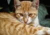Entendiendo el lenguaje de los gatos: ¿Por qué tu mascota te muerde después de un saludo?