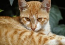Entendiendo el lenguaje de los gatos: ¿Por qué tu mascota te muerde después de un saludo?