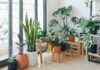 El auge de las plantas en el hogar: una conexión emocional con la naturaleza