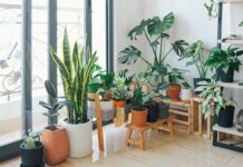 El auge de las plantas en el hogar: una conexión emocional con la naturaleza