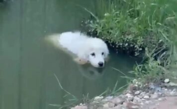 El asombroso rescate de Pretzel: una cachorra que desafió todas las adversidades