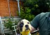 Una perrita rescatada sorprende con su inusual pelaje amarillo