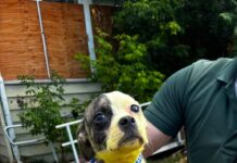 Una perrita rescatada sorprende con su inusual pelaje amarillo