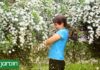 La Corona de Novia: El Arbusto que Anuncia la Primavera