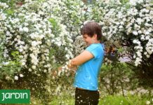 La Corona de Novia: El Arbusto que Anuncia la Primavera