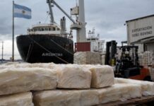El Secreto del Sebo Bovina: Argentina Aumenta sus Exportaciones y Escala en el Mercado Internacional