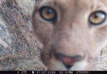 Argentina se une a la red global de monitoreo de mamíferos con cámaras trampa