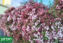 Colores y Aromas: Las Plantas que Florecen en Esta Temporada