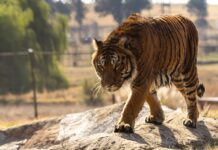Leones y tigres rescatados del exzoo de Luján inician su nueva vida en santuarios de EE.UU. y Sudáfrica