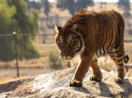 Leones y tigres rescatados del exzoo de Luján inician su nueva vida en santuarios de EE.UU. y Sudáfrica