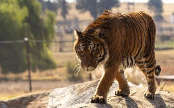 Leones y tigres rescatados del exzoo de Luján inician su nueva vida en santuarios de EE.UU. y Sudáfrica