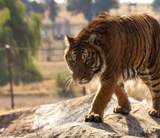 Leones y tigres rescatados del exzoo de Luján inician su nueva vida en santuarios de EE.UU. y Sudáfrica