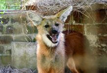 Rescatan a un aguará guazú en Rosario y lo trasladan a un centro de fauna