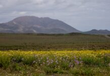 El Desierto de Atacama se Viste de Flores tras las Lluvias de El Niño