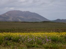 El Desierto de Atacama se Viste de Flores tras las Lluvias de El Niño
