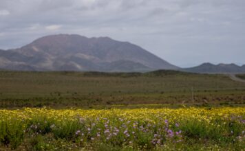 El Desierto de Atacama se Viste de Flores tras las Lluvias de El Niño