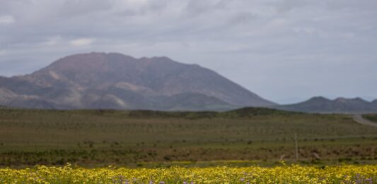 El Desierto de Atacama se Viste de Flores tras las Lluvias de El Niño