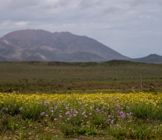 El Desierto de Atacama se Viste de Flores tras las Lluvias de El Niño