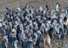 Emotivo Rescate: 40 Pingüinos Encuentran Nuevo Hogar Tras el Cierre del Aquarium
