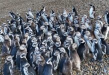 Un nuevo hogar para 40 pingüinos rescatados tras el cierre de un acuario