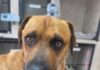 Un perro mutilado en un accidente municipal genera indignación y reclamos de justicia